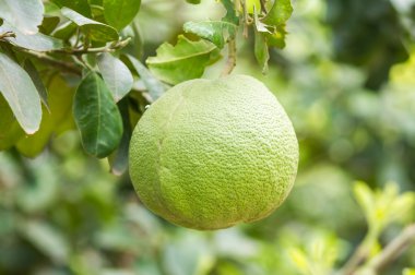 Pomelo meyve ağacı üzerinde