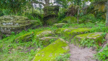 kayaların üzerinde yosun