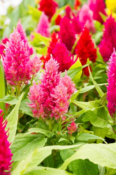 Cockscomb flowers — Stock Photo, Image