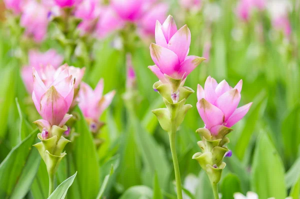 Tulipa-siam. — Fotografia de Stock