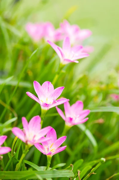 Lluvia Lily — Foto de Stock