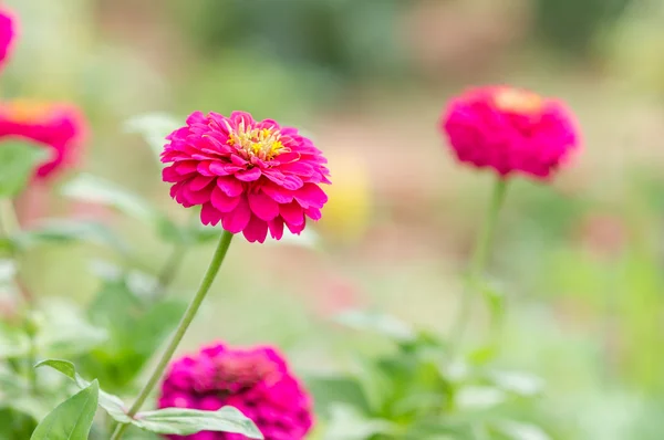 Zinnia elegans çiçekler