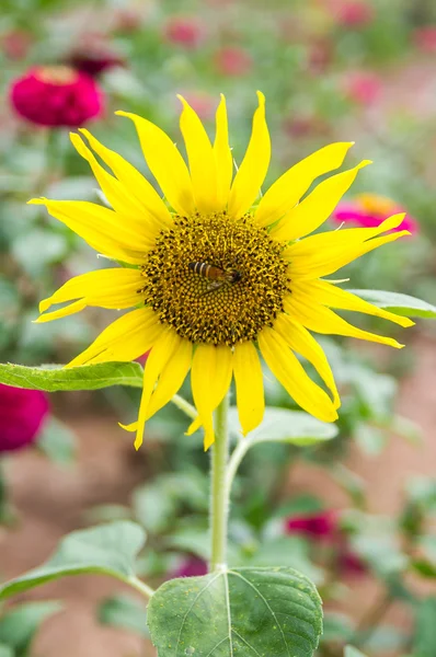 Sunflowers — Stock Photo, Image