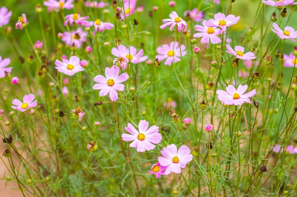 Kosmos Blumen — Stockfoto