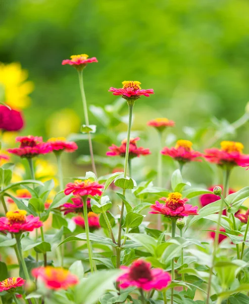 Zinnia elegans květiny — Stock fotografie