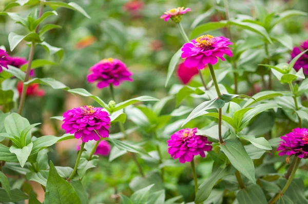 Zinnia elegans çiçekler — Stok fotoğraf