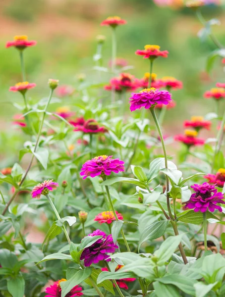 Zinnia elegans Blüten — Stockfoto