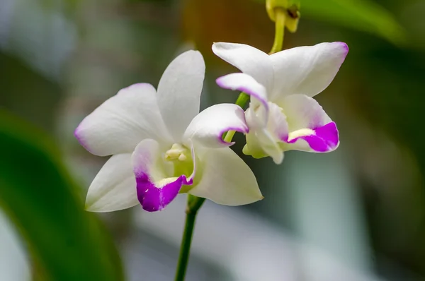 Fiore di orchidea bianca — Foto Stock