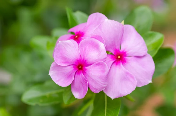 Pink vinca flowers — Stock Photo, Image