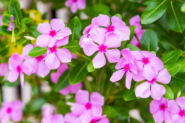 Rosa vinca blommor — Stockfoto