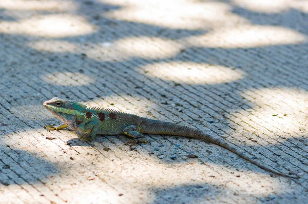 Camaleón cabeza azul — Foto de Stock