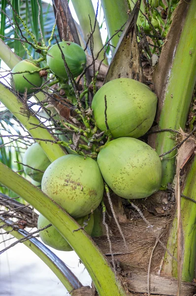 Kokosová palma — Stock fotografie