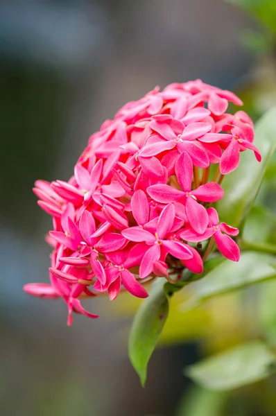 Rubiaceae çiçek — Stok fotoğraf