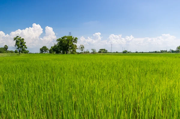 Рисовое поле и голубое небо. — стоковое фото