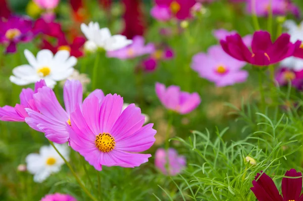 Cosmos rosados flores — Foto de Stock