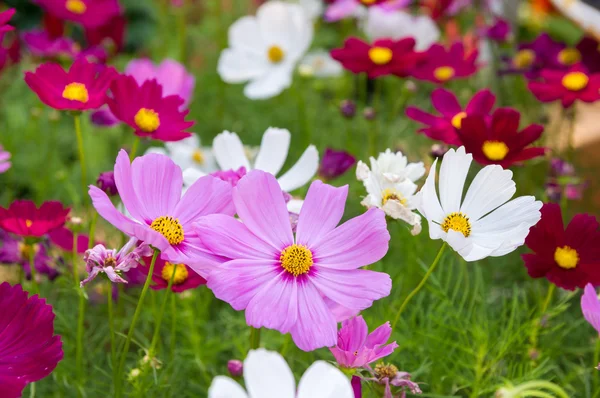 Cosmos rosados flores — Foto de Stock