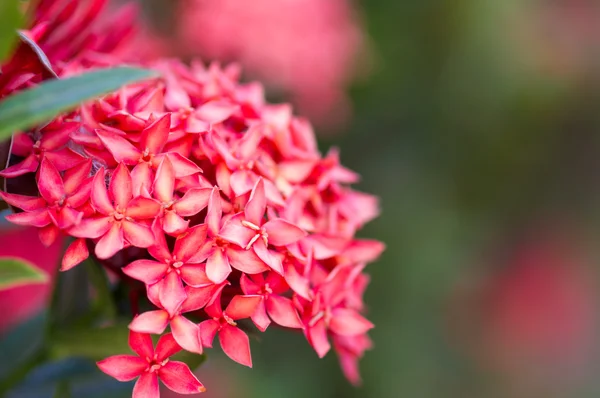 Rubiaceae ดอกไม้ตามราค — ภาพถ่ายสต็อก