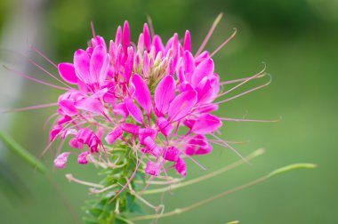Örümcek çiçek, Cleome hassleriana