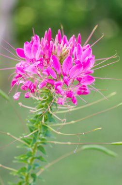 Örümcek çiçek, Cleome hassleriana