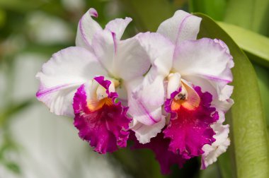 Orkide çiçek