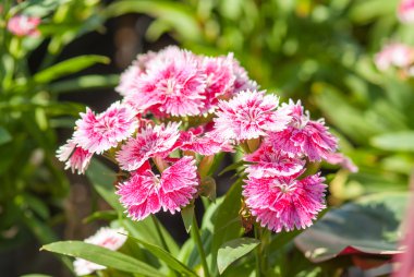 Dianthus chinensis çiçekler.