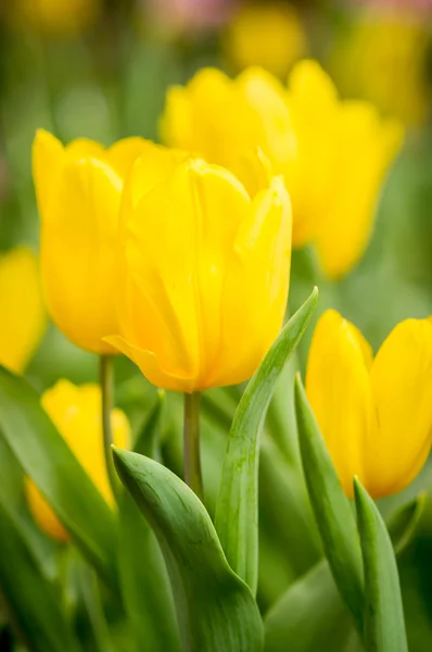 Tulipa amarela . — Fotografia de Stock