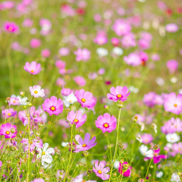 Cosmos rosados flores . — Foto de Stock