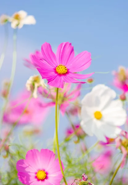 Cosmos rosados flores . — Foto de Stock