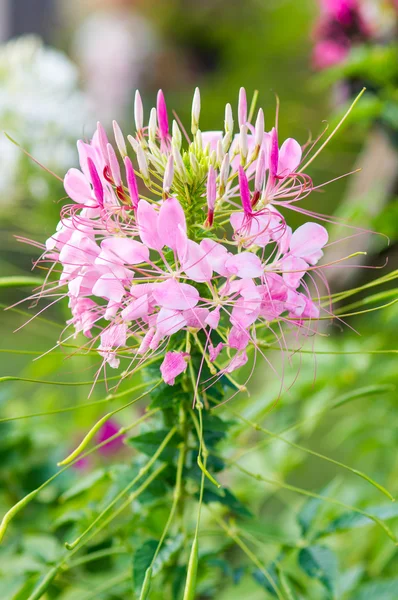 Spider flower, Cleome hassleriana — Stock Photo, Image