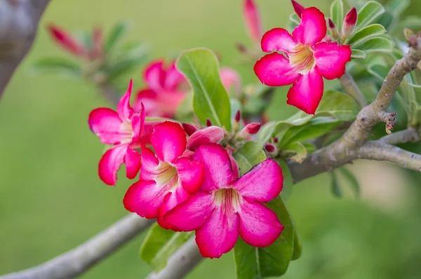 Desert rose — Stockfoto