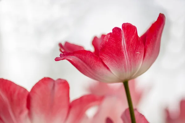 Tulipan z bokeh — Zdjęcie stockowe