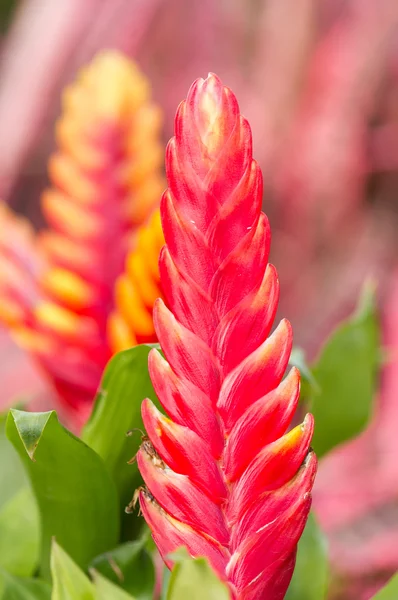 Flor de vriesea splendens — Fotografia de Stock