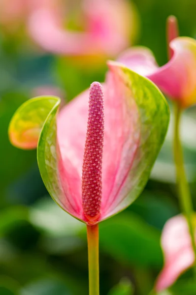 Fiore di fenicottero — Foto Stock