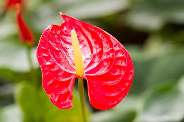 Flamingo Flower — Stock Photo, Image