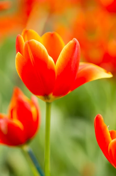 Tulipa com bokeh — Fotografia de Stock