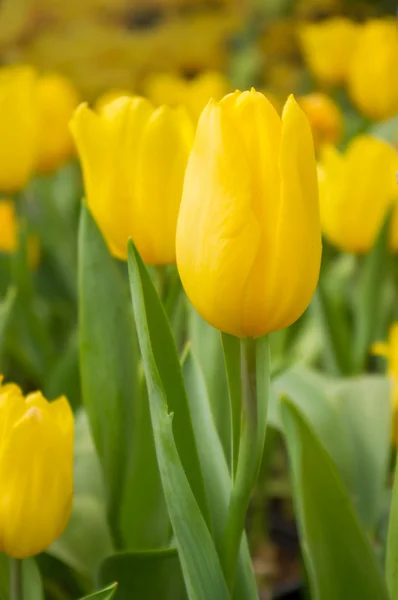 Tulpan med bokeh — Stockfoto