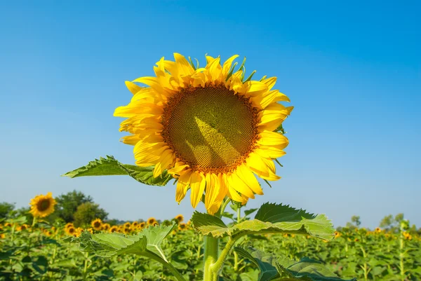 Sunflowers — Stock Photo, Image