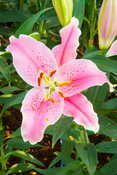 Lily flower. — Stock Photo, Image
