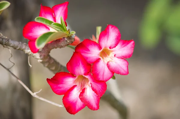 Desert rose blomma. — Stockfoto