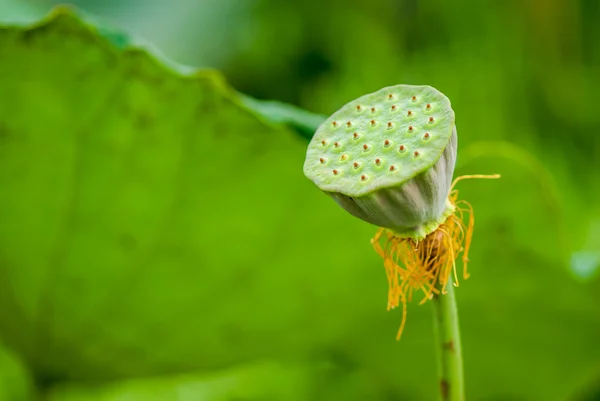 Gousse de graine de lotus — Photo