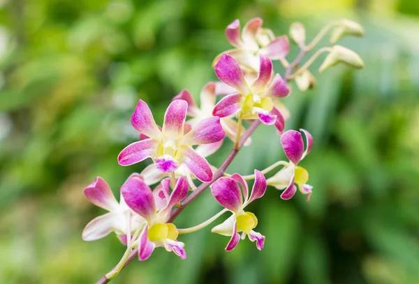 Flor de orquídea rayada —  Fotos de Stock