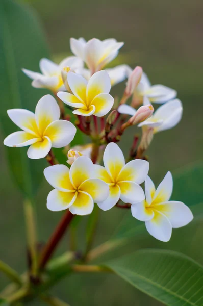 Plumeria bloem bloeien. — Stockfoto