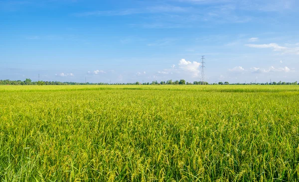 Rice field — Stock Photo, Image