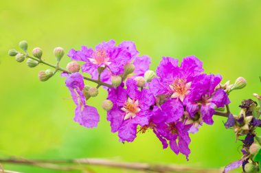 Pride of India, Kraliçe'nin çiçek