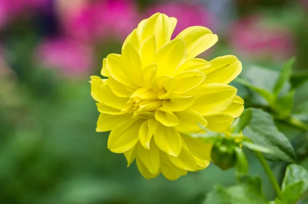 ダリアの花を閉じて. — ストック写真