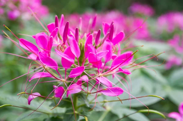 Pink spider blomma. — Stockfoto