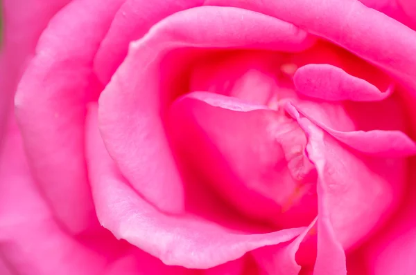 Fresh pink rose flower. — Stock Photo, Image