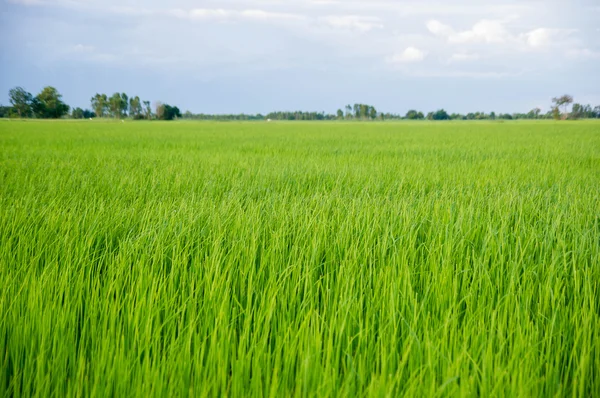 Young rice field — Stock Photo, Image