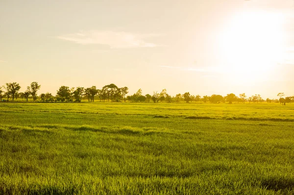 Young rice field — Stock Photo, Image