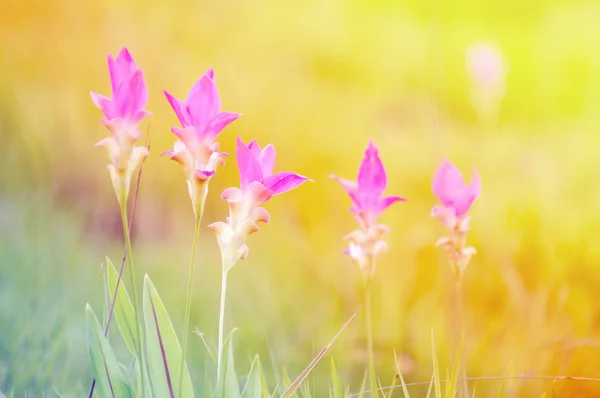 Chiudi Tulipano Siam — Foto Stock